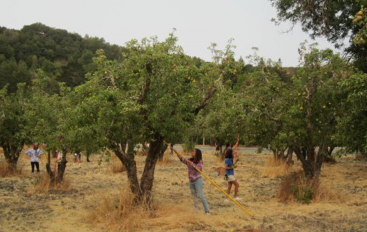 Pear Harvest